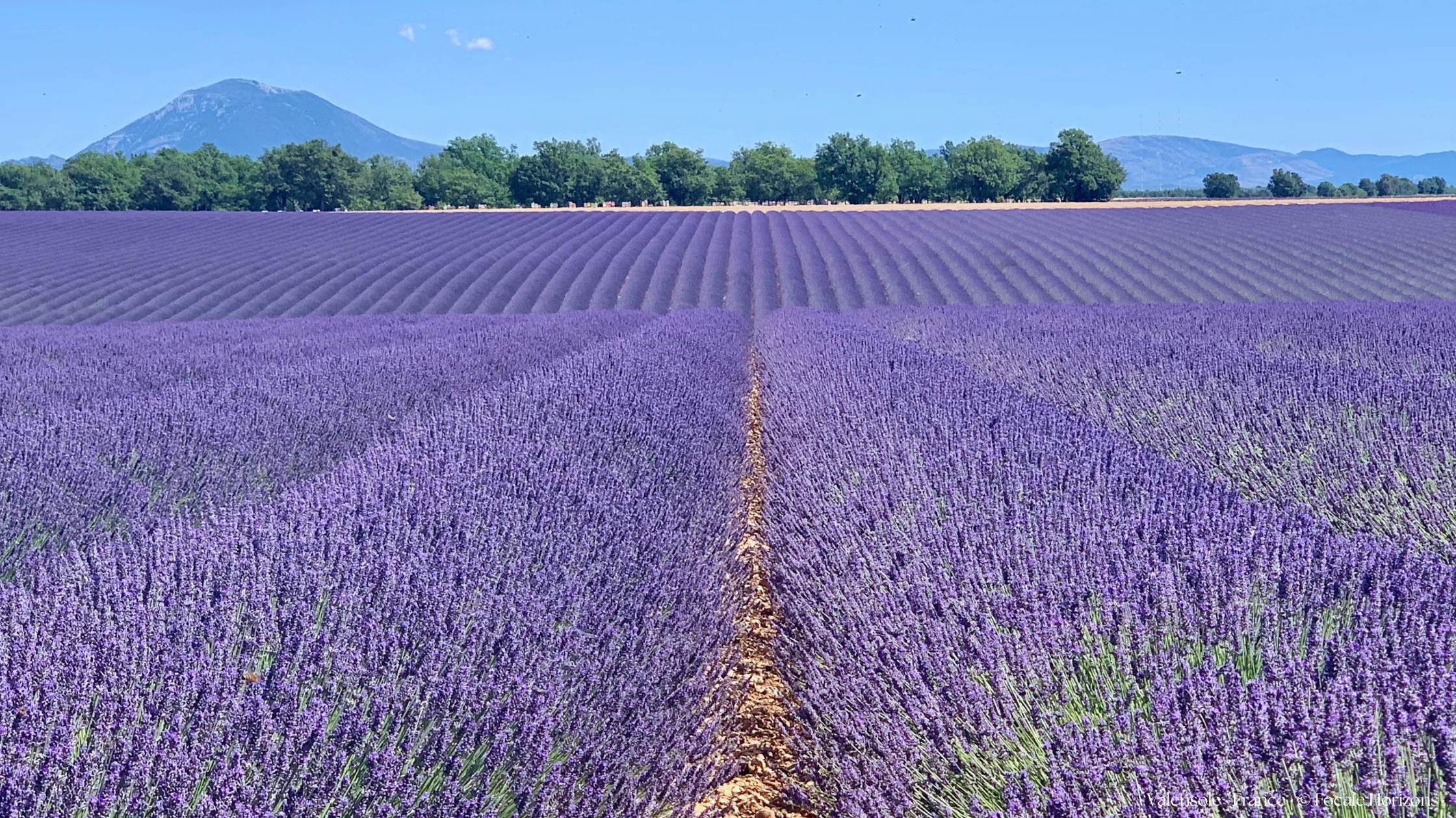 Champs de lavande de Valensole, France champs lavande valensole printemps