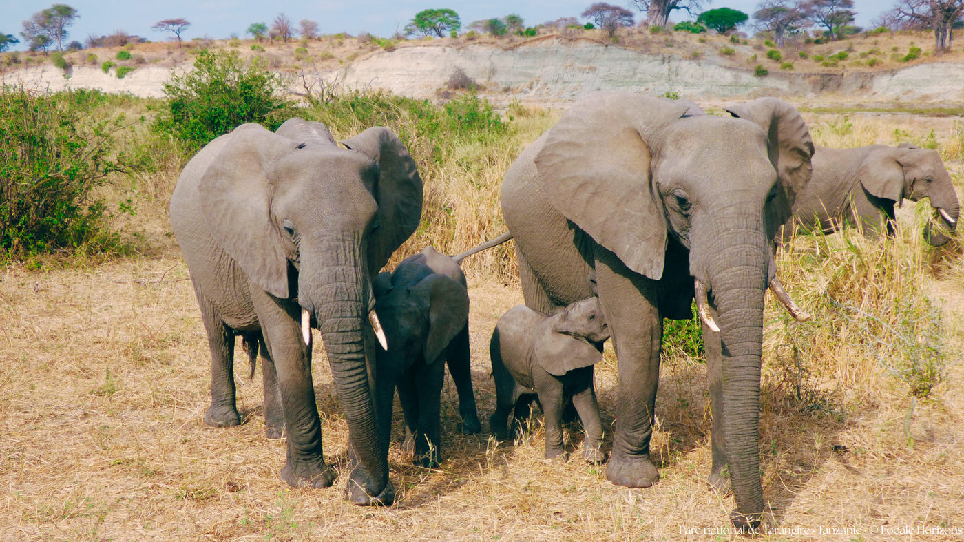 Troupeau d'éléphants au sein du Parc National de Tarangire, Tanzanie Elephant éléphanteau têtée parc national Tarangire Tanzanie